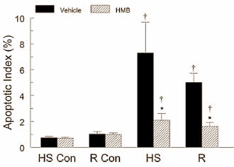 Le HMB aide à ralentir la perte de muscle sans entrainement Hmbinactivity3