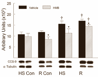 Le HMB aide à ralentir la perte de muscle sans entrainement Hmbinactivity4