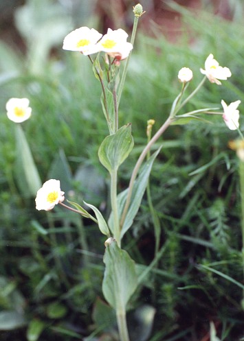 Feuilles embrassantes! Ranunculus_amplexicaulis1