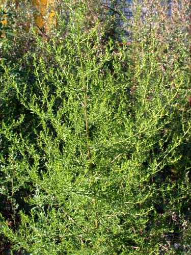 Remèdes naturels Artemisia_annua1