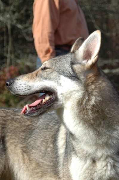 Chien-Loup Tchécoslovaque - Page 7 DSC_9367