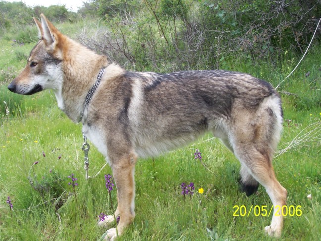 loup - Chien-Loup Tchécoslovaque - Page 6 100_2395