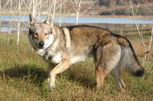 loup - Chien-Loup Tchécoslovaque - Page 7 DSC_9275