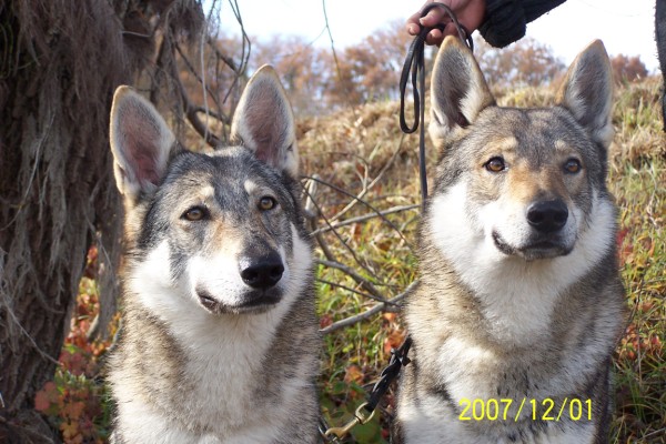 loup - Chien-Loup Tchécoslovaque - Page 7 100B9872