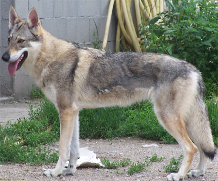 Chien Loup Tchecoslovaque Chien_loup_araya2