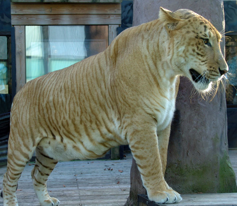 حيوان الليقر ..::.. LIGER Tigerliger