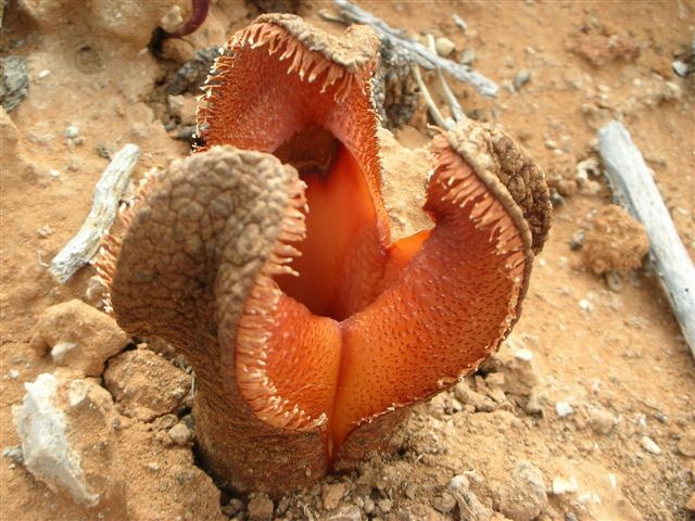 A família monstro Hydnora%20africana%20at%20Cornel%27s%20Kop