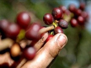 México: Cafetaleros denuncian a Nestle por café transgénico 4b51fd1db0a46_225_