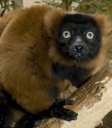 Animales del zoológico de Washington D.C. presintieron terremoto Lemur