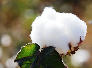 Algodón transgénico almacena peligros insospechados Cotton