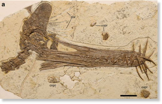 Descubren en China un nuevo reptil volador de hace 120 millones de años Guidraco_venator1