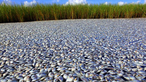 Seguimiento de animales muertos y o migracion de forma masiva , ahora  a NIVEL MUNDIAL!!!! - Página 13 Muerte_masiva_de_peces