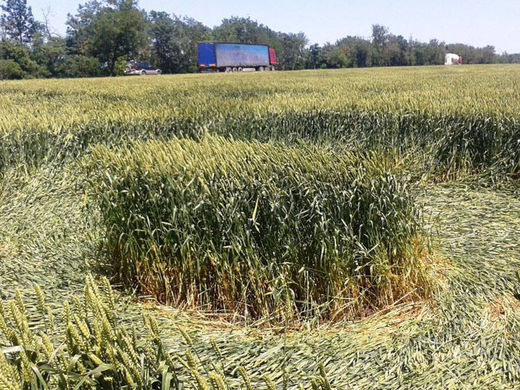 Crop Circle  - Página 31 5576b888c4618876348b45d2