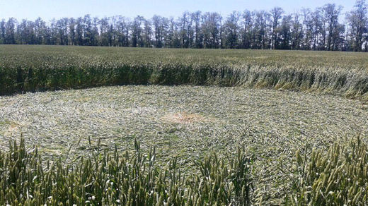 Crop Circle  - Página 31 5576b871c461885a308b45b8