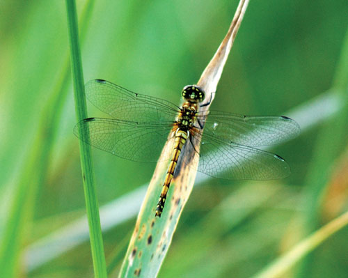 Insects introduction- Dragonflies and Damselflies 51B7FB6B-1560-95DA-43A16003582EA032