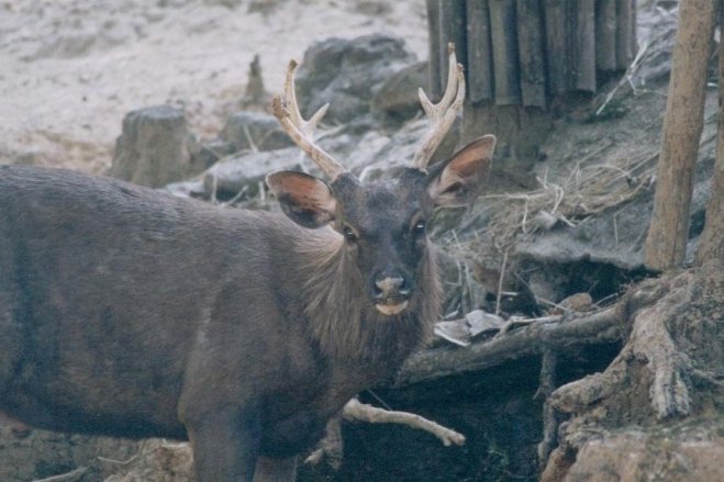 THALANDE Animaux%2010