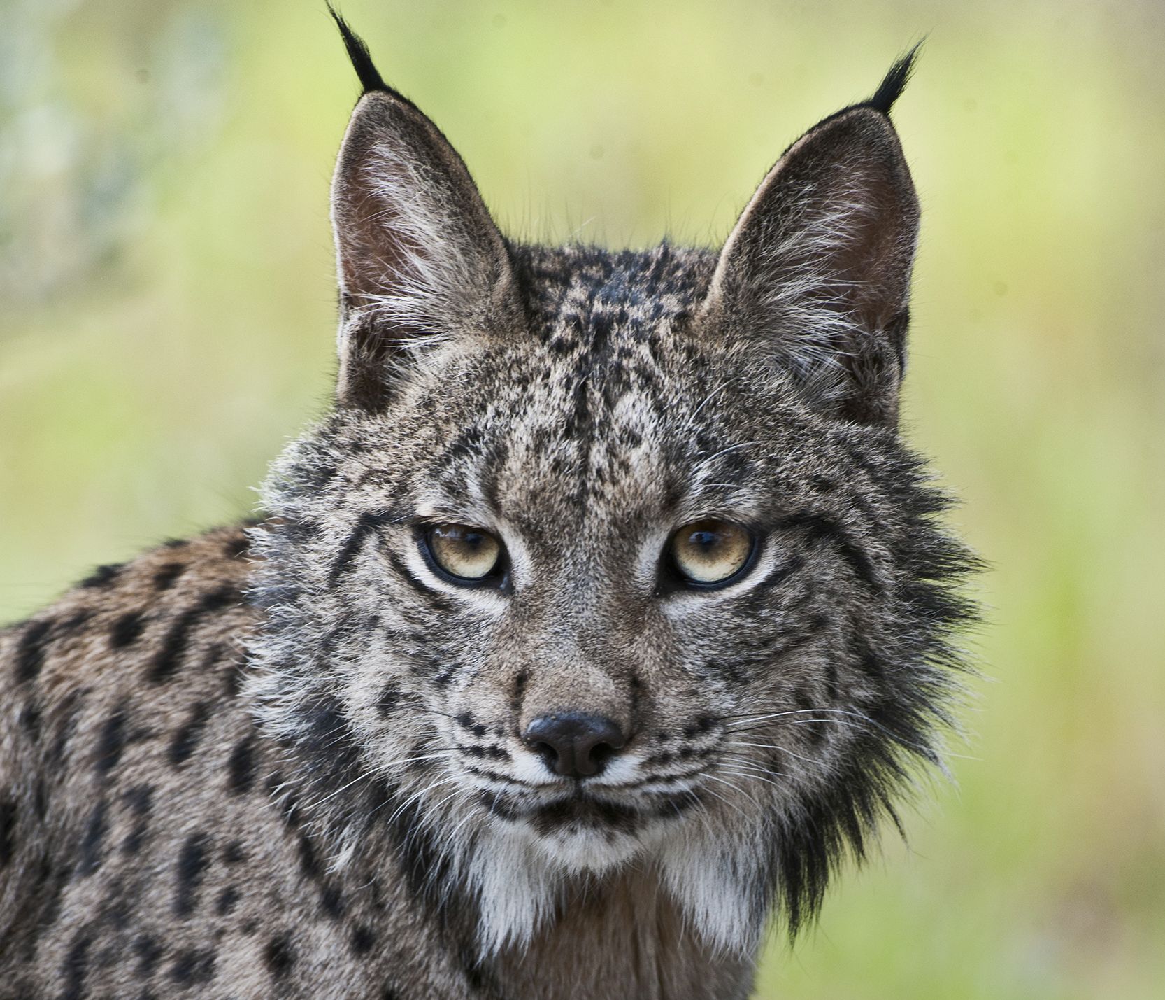 Busco personajes para un libro Lince