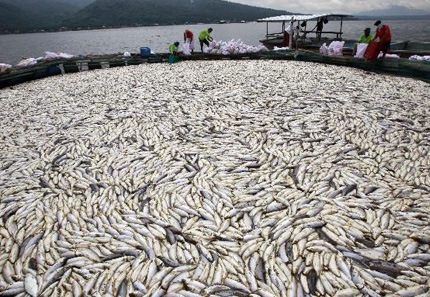 Millones de peces aparecen muertos en un fiordo islandés por causas desconocidas 54778a444177121d2dad23ed696fbb6e_article430bw