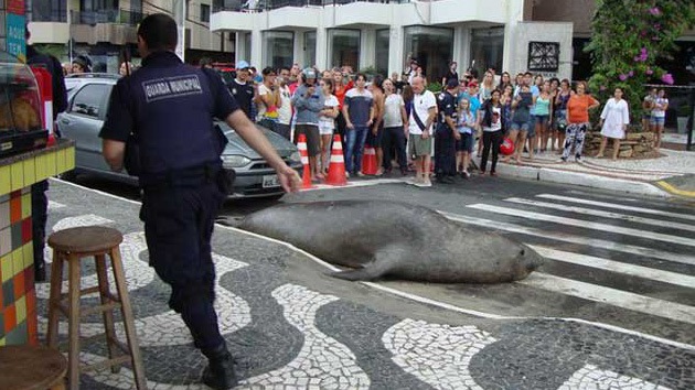 León marino cruza la calle en plena ciudad brasileña D9a3ae1b483fa5c6c19a65164840d7b4_article