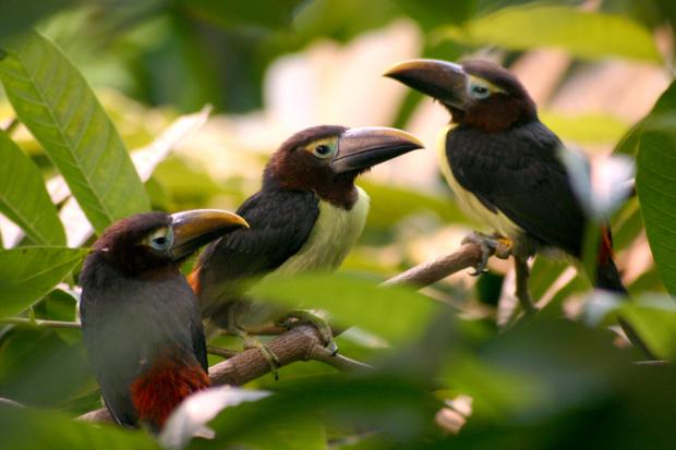 Les oiseaux : la passion de Marylou - Page 14 Pteroglossus-viridis-bebe