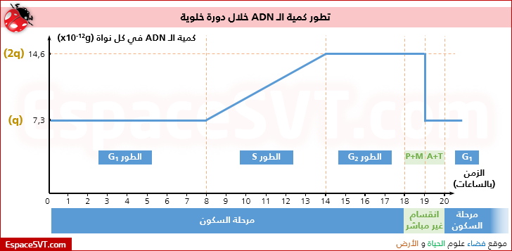 تطور كمية ال: ADN خلال الانقسام المنصف + التضاعف نصف المحافظ لل ADN Doc_18