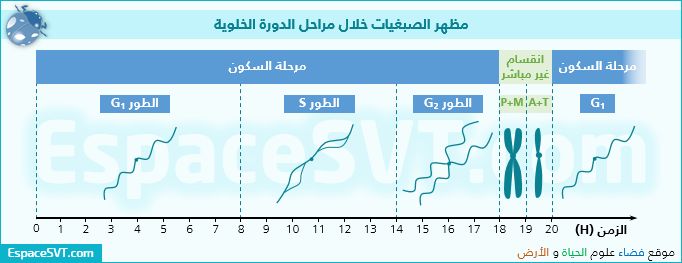 تطور كمية ال: ADN خلال الانقسام المنصف + التضاعف نصف المحافظ لل ADN Doc_22