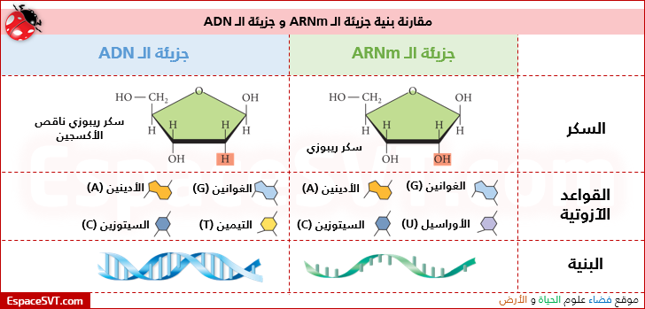 الفرق بين ADN و ARN  Doc_38