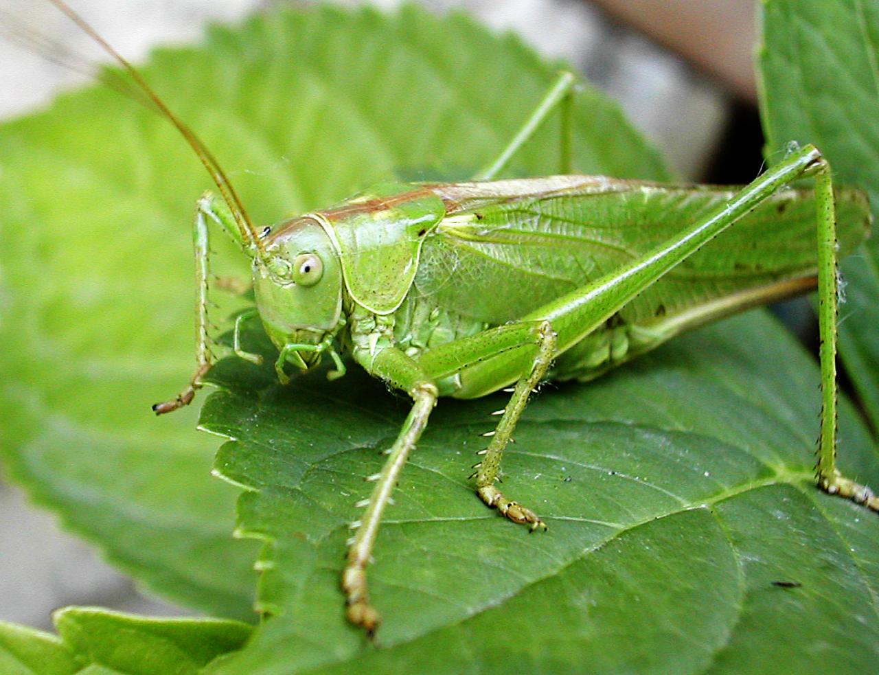 Le monde merveilleux des insectes - Page 4 Criquet-1-l