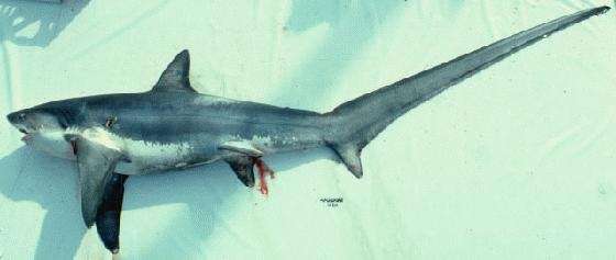 Capturan tiburón en Marbella, si hubiese sido un delfín... 954367