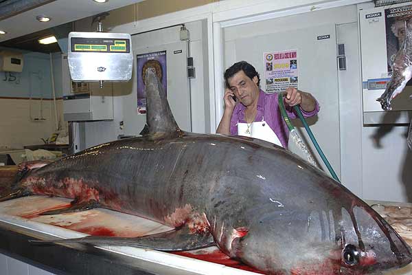 Capturan tiburón en Marbella, si hubiese sido un delfín... 954436