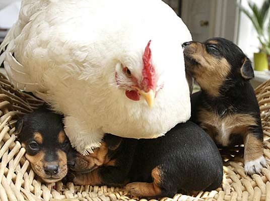 Una gallina 'adopta' a unos perritos 1052425