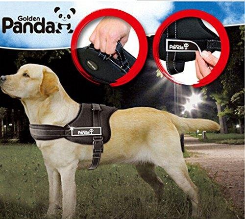 10 REGALOS PARA NUESTRAS MASCOTAS EN ESTA NAVIDAD 2zKg_900