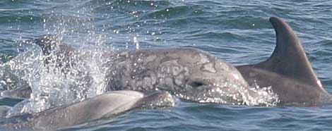 Las misteriosas lesiones de los delfines de California 1285945641_extras_ladillos_1_0