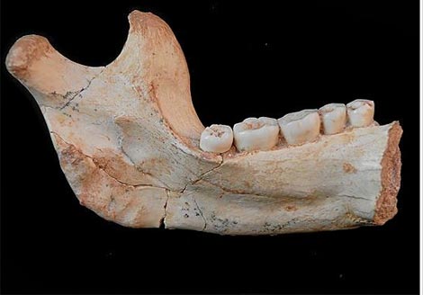 El 'Homo antecessor' viajará al sincrotrón europeo 1250098446_0