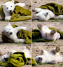 El oso polar knut  no gusta  de los alemanes 1300617298_extras_ladillos_1_0