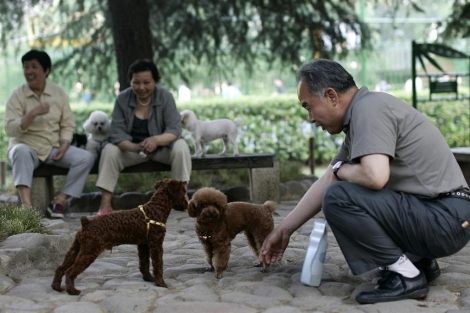 Shanghai protesta contra la 'política de perro único' 1305538770_0