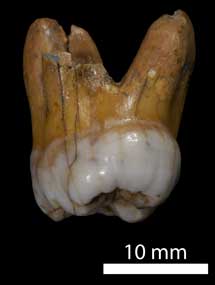 Paleontologia - El genoma del 'primo' asiático de los neandertales 1346344585_extras_ladillos_1_0