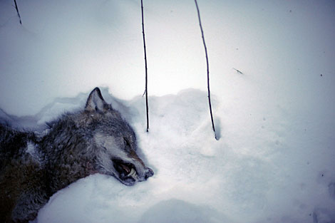 Suecia caza una veintena de lobos para controlar su exceso de población 1262460844_0