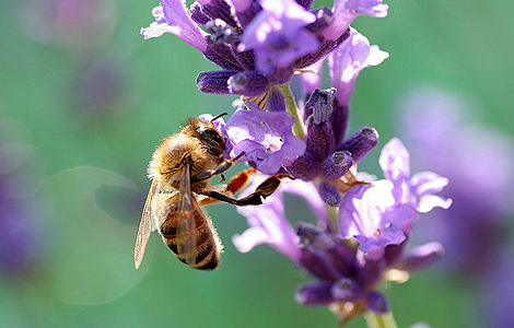 Las abejas, en riesgo por la pérdida de biodiversidad 1264005079_2