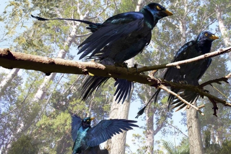 Las plumas, cuestión de belleza y no de aerodinámica para los Microrraptores 1331267570_1