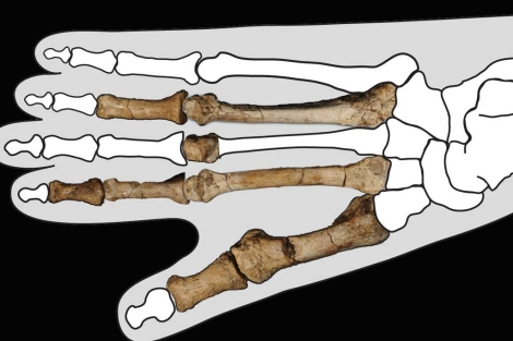 El homínido 'torpe' de hace 3,4 millones de años 1333012556_0