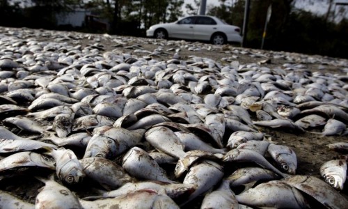 Suisse : des centaines de poissons retrouvés morts (Avril 2012) 57426695_zoom945-500x300