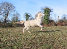 >>Flèche !!! Gitan-pirouette-galop