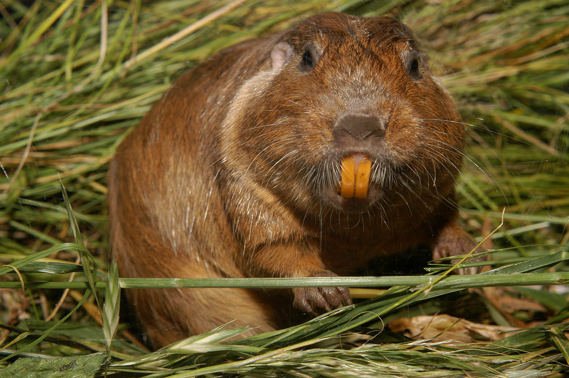 Inauguraré roedores, porque los amo, pero esta pregunta bien podría ir también en "otros mascotas" Dientes