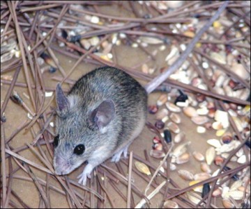 on refait les animaux - Page 2 Medium_souris_AFP_durham_University