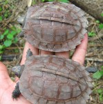 Des tortues très rares repérées en Birmanie 2078684372