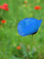 Sortie florale(organis par la directrice d'Alfa) Coquelicot_bleu