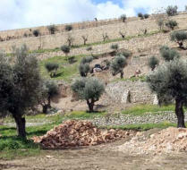 Les vrais enjeux du voyage de Benoît XVI en Israël... 260409_oliviers