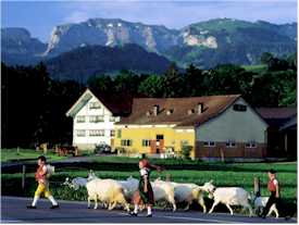 بعض أغنام شبه الجزيرة Plan_switz_snto_appenzell_cattle_to_pasture