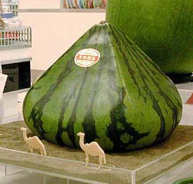 .:.: البطيخ المربع .:.: Square%20Watermelon